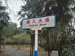 -武汉大学-樱园