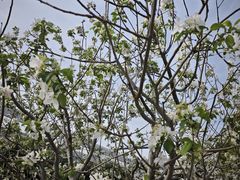 -杨高南路(地铁站)