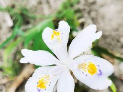 -嘉定紫藤园