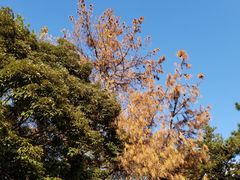 -京都御所