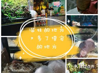 最近溜娃的地方又多了撩宠的地方