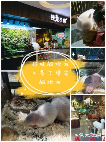 最近溜娃的地方又多了撩宠的地方