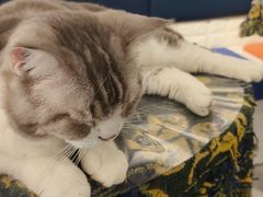 -平行世界·猫咖(首经贸店)
