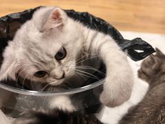 -四月宠物医院·猫专科·心脏专科·内科(转塘店)