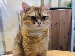 -藏猫猫咖啡主题馆(中央大道店)