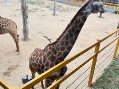 -西霞口神雕山野生动物世界