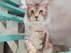-十年猫舍·猫咪专门店(普陀店)