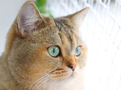 -喵屿·大理花园猫咖