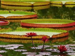 -国家植物园南园