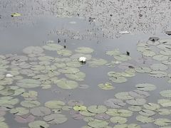 -呼兰河口湿地公园