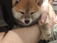-逗柴咖啡屋·狗咖猫咖宠物桌游