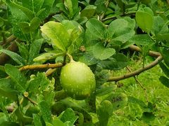 -广州神农草堂中医药博物馆