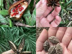 -中国科学院华南植物园
