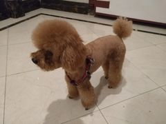 -米苏动物医院·犬猫专科·骨科外科内窥镜