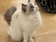 -有喵·猫咖·狗咖·30几只猫10只小狗(岗厦店)