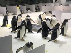 -大连圣亚海洋世界