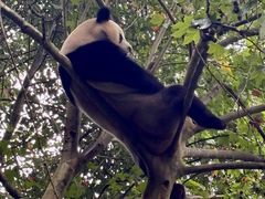 -都江堰中华大熊猫苑