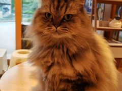 -米乐乖乖猫咪咖啡馆·猫咖(深圳湾后海汇店)