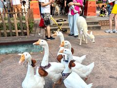 -灵玲国际马戏城
