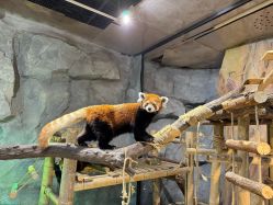 -Zoolung Zoolung动物主题公园(海信广场店)