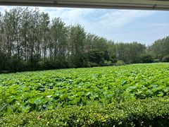 -合肥滨湖国家森林公园