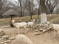 -北京野生动物园