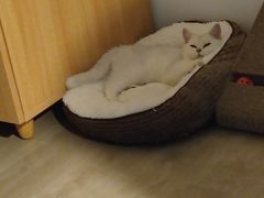 -lincat·猫舍(广州店)