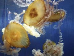 -重庆欢乐海底世界
