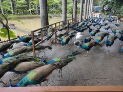 -西双版纳原始森林公园