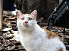 -龙华寺