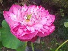 门面-荷风细雨·中国茶宴(碧云店)