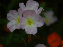 -上海吴淞炮台湾国家湿地公园