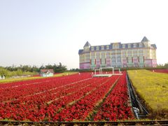 -百万葵园