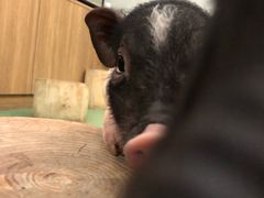 -藦茜花园宠物主题亲子互动体验馆(国顺东路店)