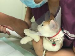 -爱诺耐芙动物医院(万博店)