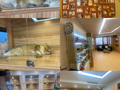 -猫十亿·布偶金渐层·曼基康矮脚猫舍(青年路店)