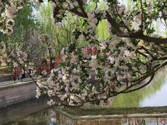 -海棠花溪(元大都城垣遗址公园)