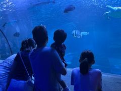 -太平洋海底世界