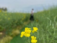 -杭州湾海上花田景区