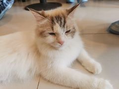 -平行世界·猫咖(首经贸店)