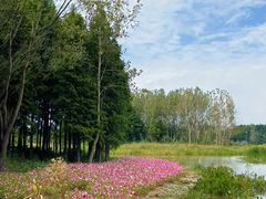 -溱湖国家湿地公园