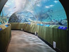 -上海海洋水族馆