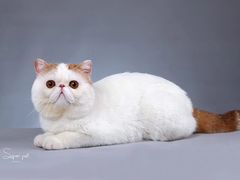 -超宠爱宠物摄影-Super pet