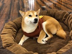 -豆柴町-柴犬主题狗咖(红鼎国际C座店)