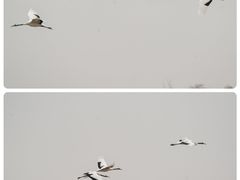 -盐城丹顶鹤湿地生态旅游区