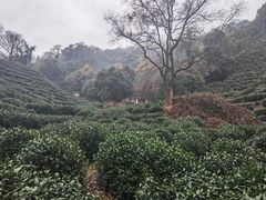 -十八棵（老龙井）御茶园(老龙井店)