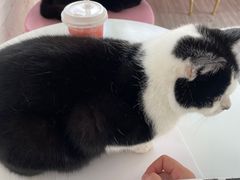 -喵屿·大理花园猫咖