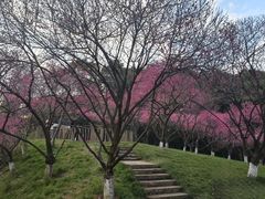 -重庆彩云湖湿地公园