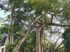 -瑞丽独树成林风景区