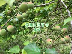 -广州市石门国家森林公园